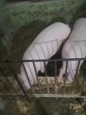 Porci de vânzare în Sibiu  - imagine 4