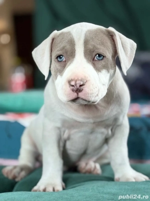 Femela american bully  - imagine 4