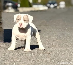 Femela american bully  - imagine 3