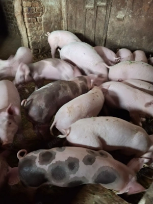 Soldani de vanzare - imagine 2