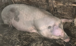 Vând scroafă gestantă  - imagine 2