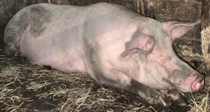 Vând scroafă gestantă 