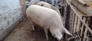 Porci Grași 180-200 kg - imagine 3