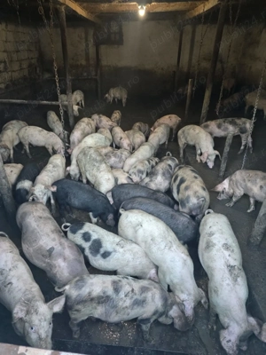 Porci si purcei de casa cu coada  - imagine 2