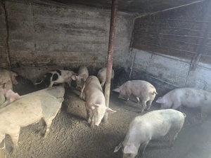 Porci si purcei de casa cu coada 