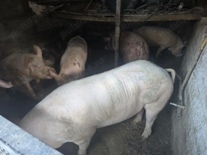 Porci si purcei de casa cu coada  - imagine 3