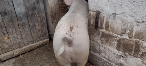 Porci Grași 180-200 kg - imagine 4