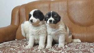 Pui Ciobanesc De Bucovina - imagine 3