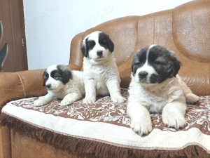 Pui Ciobanesc De Bucovina - imagine 2