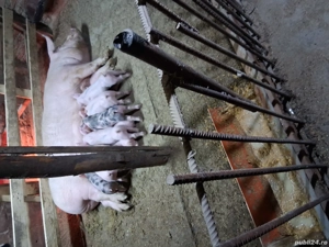 vând scroafă cu purcei  - imagine 2