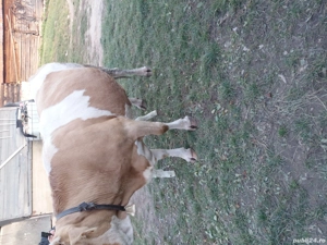 vacă cu vițel mic - imagine 2