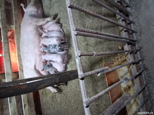 vând scroafă cu purcei  - imagine 3