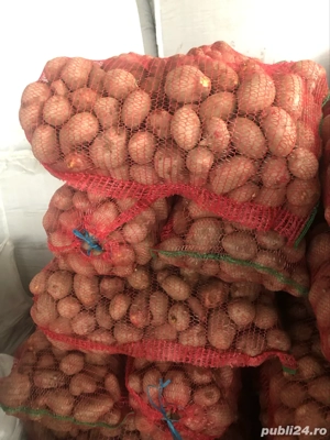 cartofi rosii de consum 