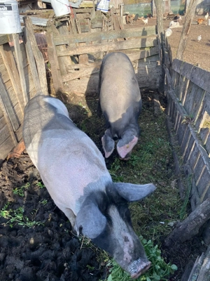 Porci de vânzare  - imagine 2