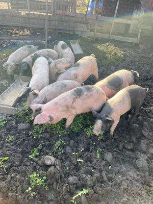 Porci de vânzare  - imagine 3