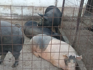 Vând porcii  sau schimb cu porumb .