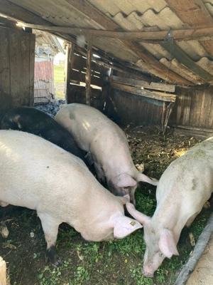 Porci de vânzare  - imagine 4