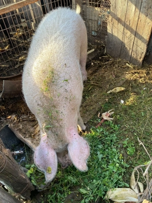 Porci de vânzare  - imagine 5