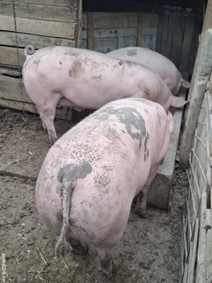 De vanzare - imagine 2