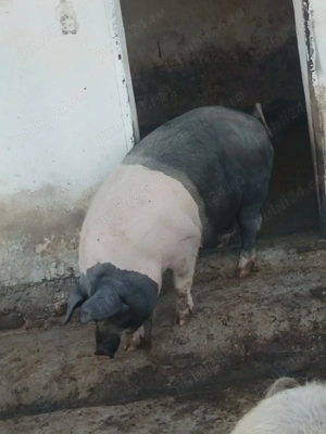 Vând porcii  sau schimb cu porumb . - imagine 4