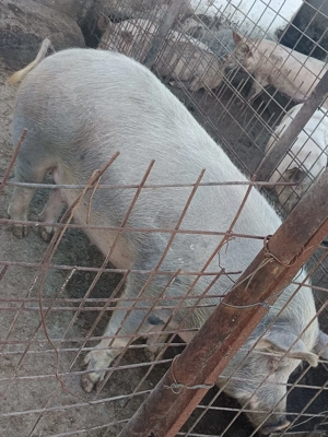 Vând porcii  sau schimb cu porumb . - imagine 3