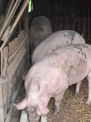 De vanzare - imagine 4