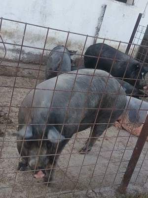 Vând porcii  sau schimb cu porumb . - imagine 2