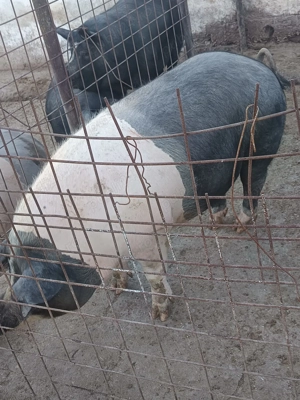 Vând porcii  sau schimb cu porumb . - imagine 5