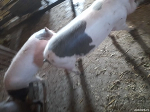 Vând purcei si porci grași - imagine 3