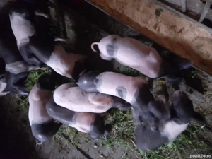 Vând purcei si porci grași