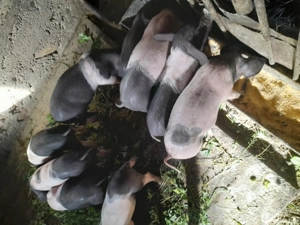 Vând purcei si porci grași - imagine 2