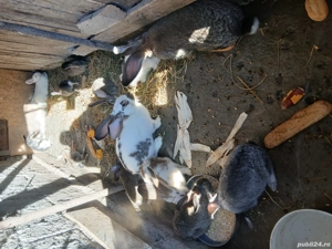 Vind iepuri  - imagine 4