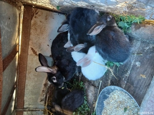 Vind iepuri  - imagine 2