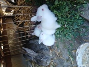 Vind iepuri  - imagine 3