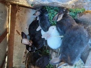 Vind iepuri  - imagine 5