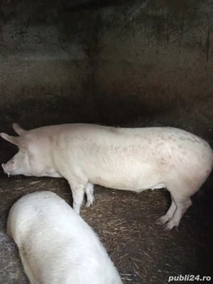 vand porci - imagine 5