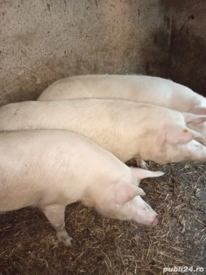 vand porci - imagine 4