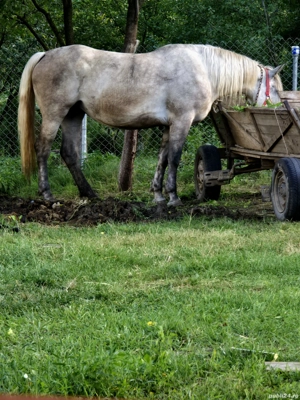 iapă de vânzare  - imagine 2