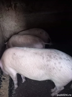 vand porci - imagine 3