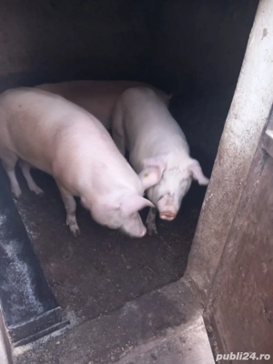 vand porci - imagine 2