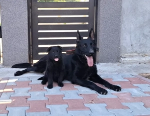 Pui Ciobanesc German Negri- Parinti cu pedigree