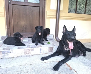 Pui superbi de ciobanesc german negri -parinti cu pedigree