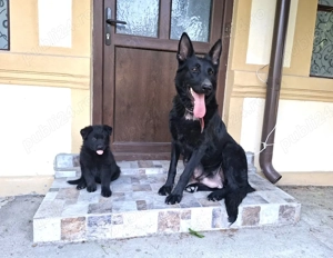 Pui superbi de ciobanesc german negri -parinti cu pedigree - imagine 2