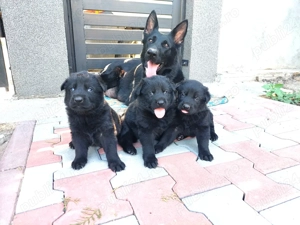 Pui superbi de ciobanesc german negri -parinti cu pedigree - imagine 3