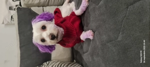 Donez cățelușe Bichon Maltez  - imagine 4