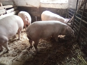Vând  porcii crescuți natural ! - imagine 2
