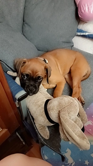 Boxer 3 luni femela - imagine 2