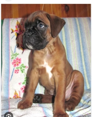 Boxer 3 luni femela