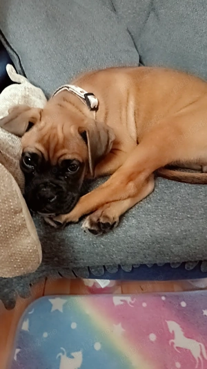 Boxer 3 luni femela - imagine 3