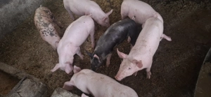 Purcei rasa Pietrain, 2 luni! - imagine 5